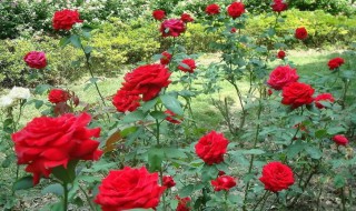 玫瑰花如何栽种 玫瑰花怎么栽种