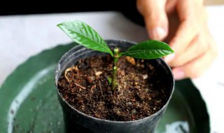 栀子花如何栽培 栀子花怎么栽培
