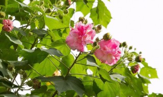 芙蓉花如何栽叉 芙蓉花怎么栽叉