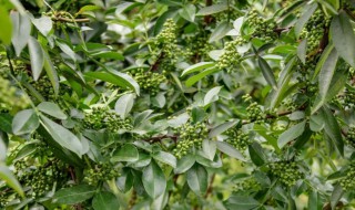 花椒树如何栽培 花椒树怎么栽培