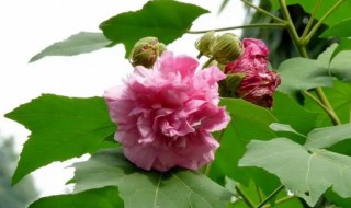 芙蓉花如何栽培 夫容花怎么栽