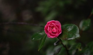 山茶花在哪个城市 山茶花在什么城市