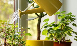植物养殖方法有哪些 植物养殖方法大全