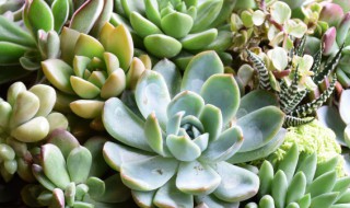 多肉属于哪种植物 多肉属于什么类植物