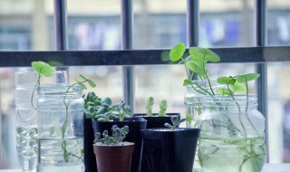 水培植物的根太长了怎么办 水培植物的根太长了怎样办