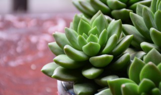 瓦松的介绍 瓦松属于哪类多肉植物有毒吗