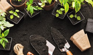 盆栽蓝莓的种植方法是什么 盆栽蓝莓的种植方法