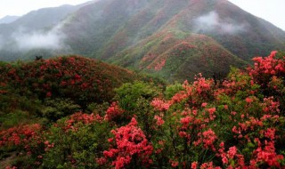 山上挖的映山红如何栽 山上挖的映山红怎么栽