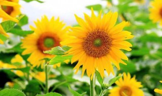 关于文静又聪明的女孩名字 文静又聪明的女孩名字