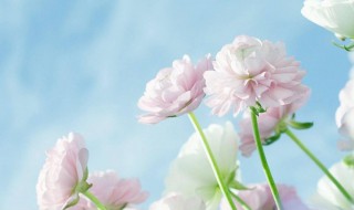 寓意春天清新淡雅的女孩名字介绍 寓意春天清新淡雅的女孩名字