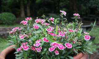 石竹花如何播种养殖方法 石竹花的播种养殖方法