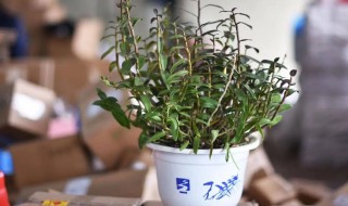 盆栽铁皮石斛种植办法 盆栽铁皮石斛种植方法