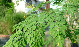 如何阳台盆栽辣木树方法 阳台盆栽辣木树方法