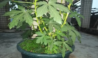 秋葵盆栽种植方法 秋葵盆栽方法如下