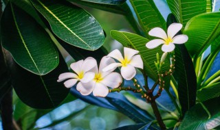 鸡蛋花盆栽的养殖方法 鸡蛋花盆栽怎么养