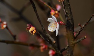 竹节梅花的种殖办法 竹节梅花的养殖方法