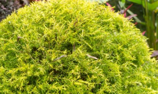 地肤草适不适合室内盆栽 地肤草适合室内盆栽吗