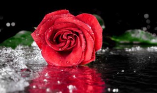 永生花怕不怕冻 永生花怕冻吗