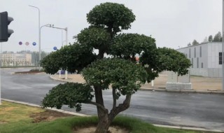 卫矛树适不适合家里种 卫矛树适合家里种吗