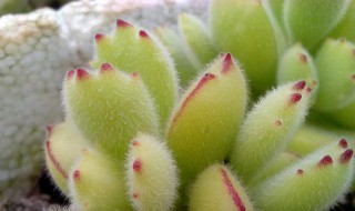 熊掌花怎么养 熊掌的养殖方法