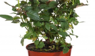 花生盆栽的种植方法 花生盆栽怎么种