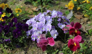 角堇花期介绍 角堇花期