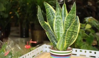 虎皮植物如何养殖 虎皮植物怎么养殖方法