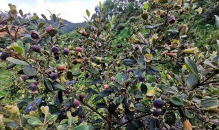 山稔子种植方法是什么 山稔子如何种植