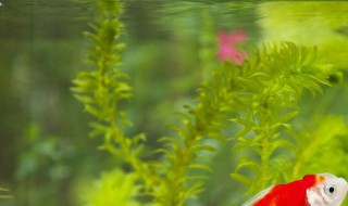水草是藻类植物吗 水草属于藻类植物么