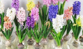 风信子简单介绍 风信子属于什么类型的植物