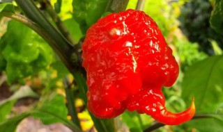 辣椒在植物分类中属于哪一类介绍 辣椒在植物分类中属于哪一类