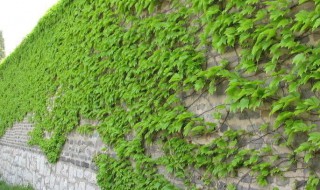 爬山虎的介绍 爬山虎属于什么类的植物