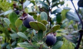 山棯子能种根吗 山棯子种植用它的根种植可以活吗