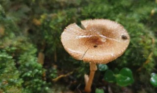 菌类是植物吗 菌类属不属于植物