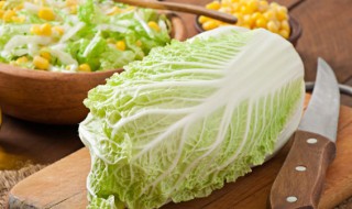 白菜是什么植物 白菜属于什么植物类别