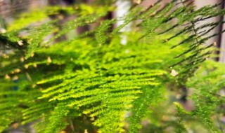 文竹是什么 文竹属于什么类的植物