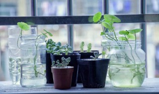 藻类植物和菌类植物的异同是什么 藻类植物和菌类植物的异同