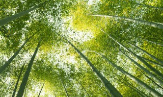 竹子根具体种植方法种植教程 竹子根种植