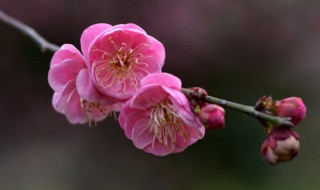 梅花能放在室内吗 梅花可以放在室内吗