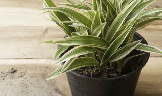 适合家里养的水培植物介绍 适合家里养的水培植物有哪些