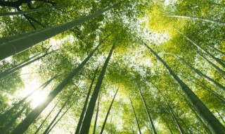 水竹能不能放鱼缸里养 水竹可以放鱼缸里养吗