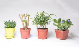 水培植物养大后怎么养殖 水培植物养大后怎么办