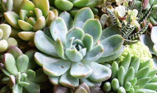 桔子皮是可以用来泡水浇多肉的对吗 桔子皮泡水可以浇多肉植物吗