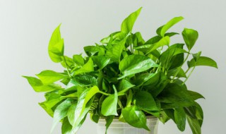 关于绿萝种植时间还有种植方法 绿萝种植时间还有种植方法