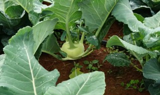 芥菜疙瘩什么时候种植以及种植方法 芥菜疙瘩种植时间和方法