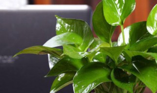 适合水养的植物有哪些 什么植物可以做水养盆栽