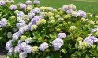 种植绣球花的方法有哪些 种植绣球花的方法是什么