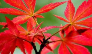 红枫种子怎么种 四季红枫种子种植方法