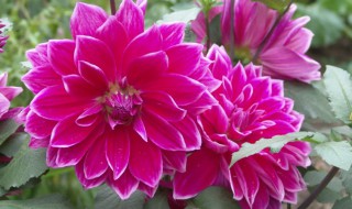 怎么养殖山芋花 如何养殖山芋花