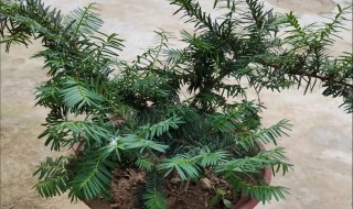 红豆杉家庭如何种植 红豆杉家庭种植方法